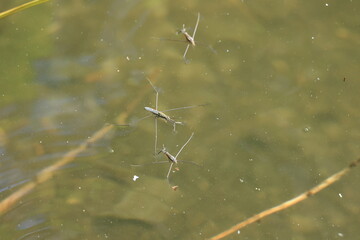 ベルリンの秋の湖