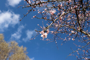 cherry blossom in spring on the sky