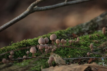 ベルリンの森のきのこ