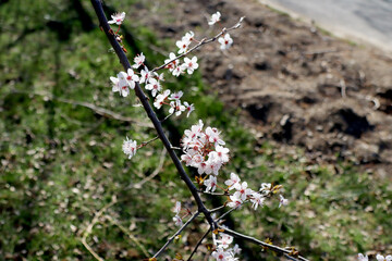 spring blossom in the garden