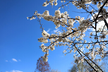 cherry blossom in spring on the sky