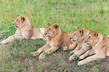 Fototapeta na wymiar Four lovely young lion Panthera Leo, or Simba in Swahili cub resting on the grass in the savannah in the Tarangire National park, Tanzania.