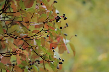 ベルリンの森の秋