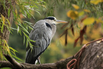 湖畔のアオサギ２
