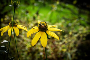 Black Eyed Susan with Bee