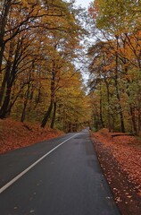 road in autumn forest