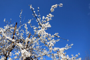 cherry blossom in spring on the sky