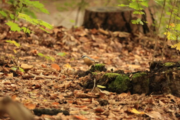 ベルリンの森のゴジュウカラ