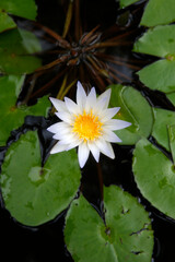 Lotus flower at Wat U Mong, Chiang Mai. Thailand.
