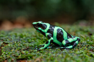 Green-and-black poison dart frog (Dendrobates auratus), also known as the green-and-black poison arrow frog and green poison frog walking in the Rainforest near Sarapiqui in Costa Rica