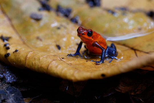 Blue-jeans Frog or Strawberry Poison-dart Frog (Dendrobates pumilio) sitting on the ground of the rainforest in Sarapiqui in Costa