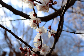 cherry blossom in spring on the sky