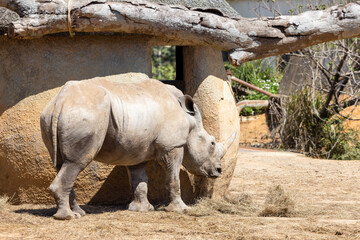 Obraz premium White rhinoceros in the wild zoo park