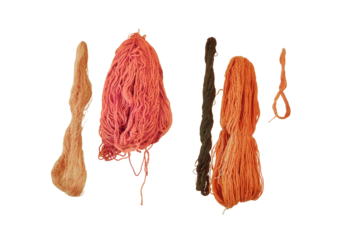 The yarn is dried on a rope, isolated on a white background. Skeins of thread dry under the tent.