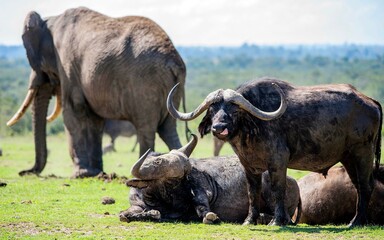 African Elephant and Cape Buffalo compete for space on the plains of Africa