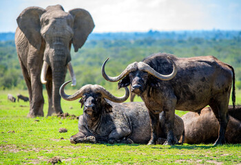 Obraz premium African Elephant and Cape Buffalo compete for space on the plains of Africa