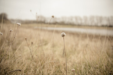 Wiese im November mit einheitlichen Tönen und Wiesenblumen