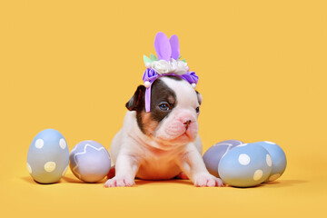 Tan pied French Bulldog dog puppy with Easter bunny ears and eggs on yellow background