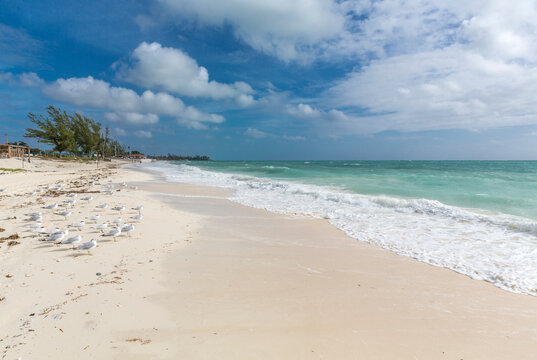 M&ouml;wen am Strand, Freeport, Grand Bahama, Bahamas, Karibik, Atlantik, Mittelamerika