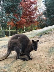 wallaby