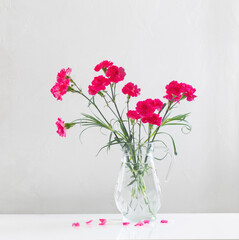 pink carnation in glass jug on white background