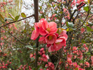 Flowering Japanese quince or Chaenomeles japonica. 