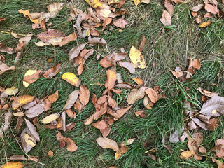 Dry leafs on grass. The leave tree falling.