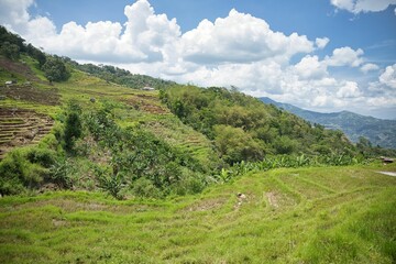 Fototapeta na wymiar Panoramic view of a rice terrace on Flores surrounded by rainforest with a blue cloudy sky.
