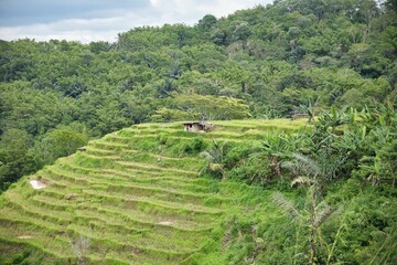 Fototapeta na wymiar Panoramic view of a rice terrace on Flores surrounded by rainforest with a blue cloudy sky.