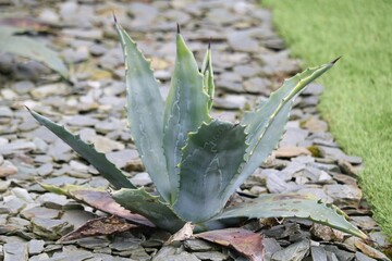 Agave asperrima