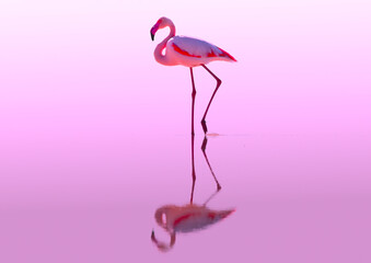 Pink flamingos on the salt lake of Cyprus © Людмила Липей