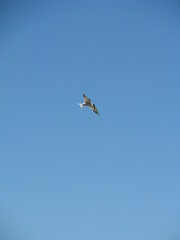 Seagull in flight