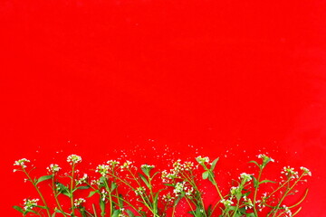 Flowers of shepherds purse on a red background. Copy space for text. Card for the holiday. Red backdrop. White shepherds purse Capsella bursa-pastoris, plant of the mustard family Brassicaceae