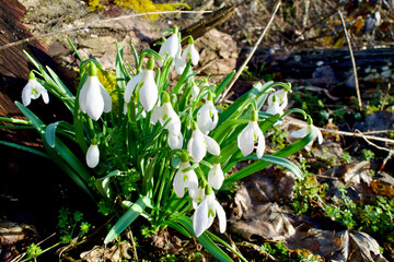 bunch spring snowdrops in the sun in the forest