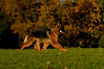 proud German Shepard