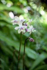 flower of a plant close up 