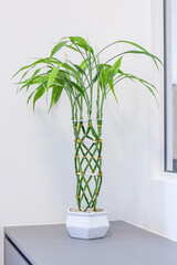 Decorative green plant for workspace.
