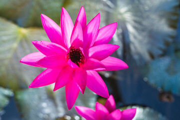 pink lotus flower close up