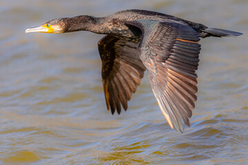 Flight of a cormorant in the lagoon. Cormorant with open wings. Large waterfowl. Fishing birds.