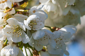 Close up of cherry blossoms in Wiesbaden-Frauenstein/Germany