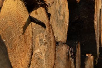 Stack of trunks somewhere in wood