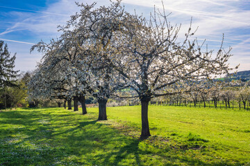 Blossoming cherry trees in Wiesbaden-Frauenstein/Germany under a blue and white spring sky