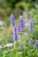 Obraz premium Nepeta nervosa 