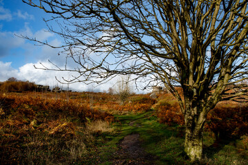 Fototapeta premium Magic natural view on countryside 