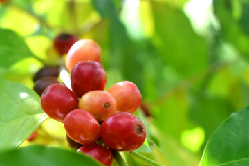 Selective focus of raw coffee cherry fruits on  bokeh light and green nature-blurred background. Organic Arabica coffee in the plantation at Countryside of Thailand.