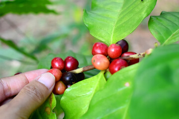 Close-up of human hand collecting coffee bean ripe Red berries fruits with green leaves on tree branch of coffee plant. Organic Arabica coffee growing in the plantation at Countryside of Thailand.