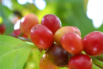 Selective focus of raw coffee cherry fruits on  bokeh light and green nature-blurred background. Organic Arabica coffee in the plantation at Countryside of Thailand.