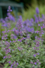 Nepeta 'Dropmore'