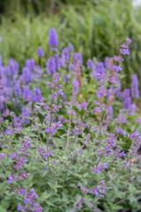 Nepeta 'Dropmore'