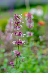 Nepeta 'Florina'